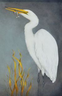 The Great Egret
